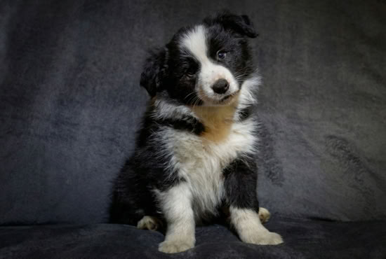 Ein schwarz-weißer Welpe sitzt vor einem dunklen Hintergrund.