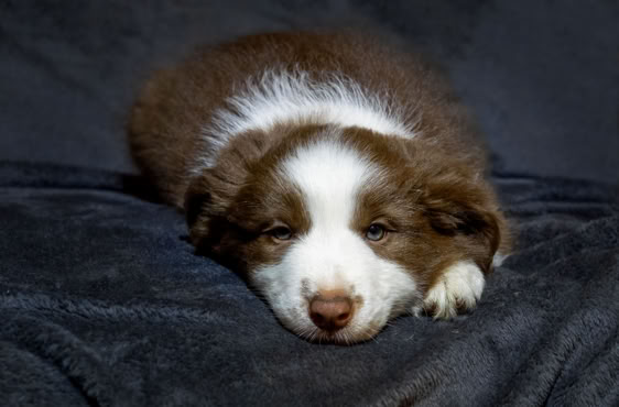 Braun-weißer Welpe liegt auf einer dunklen Decke.