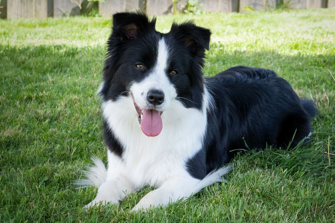 Ein schwarz-weißer Hund liegt auf dem Gras und schaut in die Kamera.