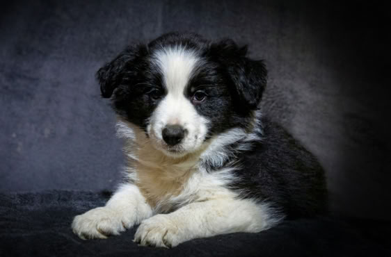 Ein schwarz-weißer Welpe liegt auf einem dunklen Hintergrund.