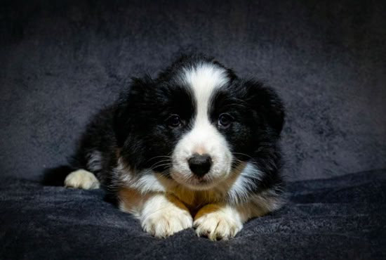 Ein schwarz-weißer Welpe liegt auf einem dunklen Hintergrund.