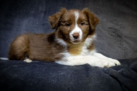 Braun-weißer Welpe liegt auf einem dunklen Stoffhintergrund.