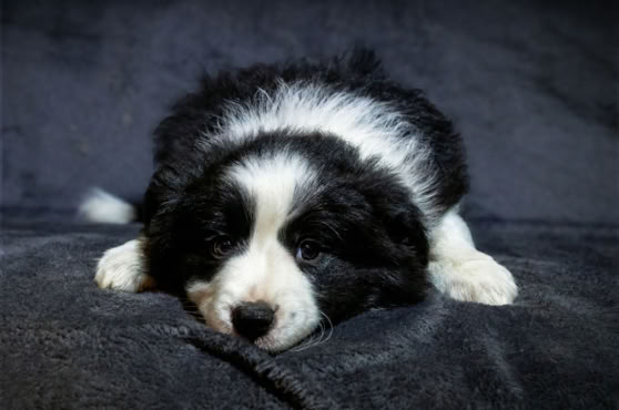 Schwarz-weißer Welpe liegt auf einer dunklen Decke.