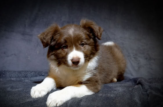 Ein braun-weißer Welpe liegt auf einem dunklen Hintergrund.