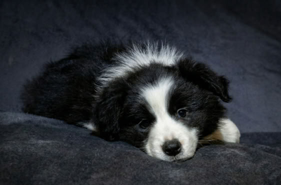 Schwarz-weißer Welpe liegt auf einer dunklen Decke.